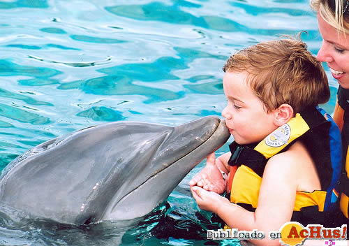 Dolphin Kiss